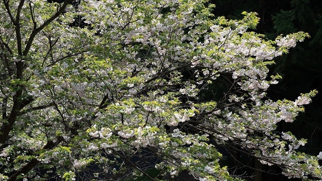 DSC_3273.jpg