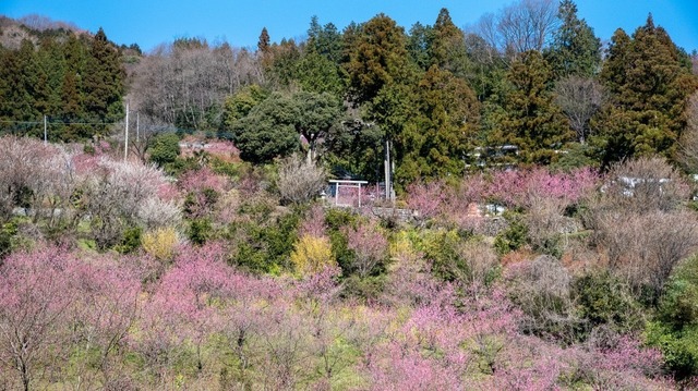 DSC_5371.jpg