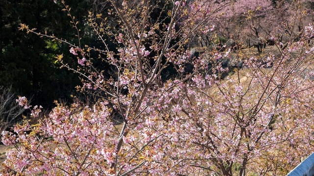 DSC_7918.jpg