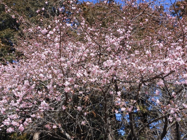 DSCN0226.jpg