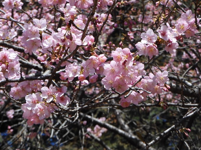 DSCN0227.jpg