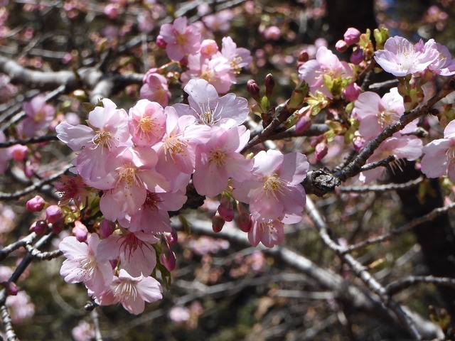 DSCN0230.jpg