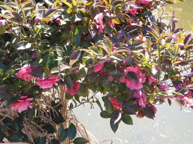 DSCN0239.jpg