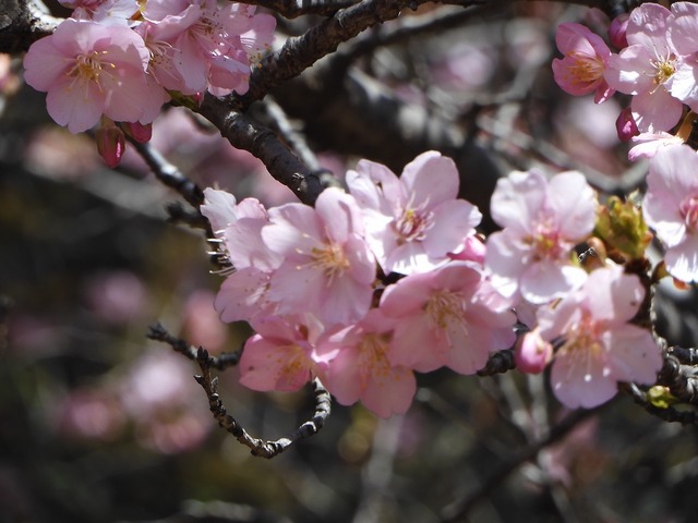 DSCN0244.jpg