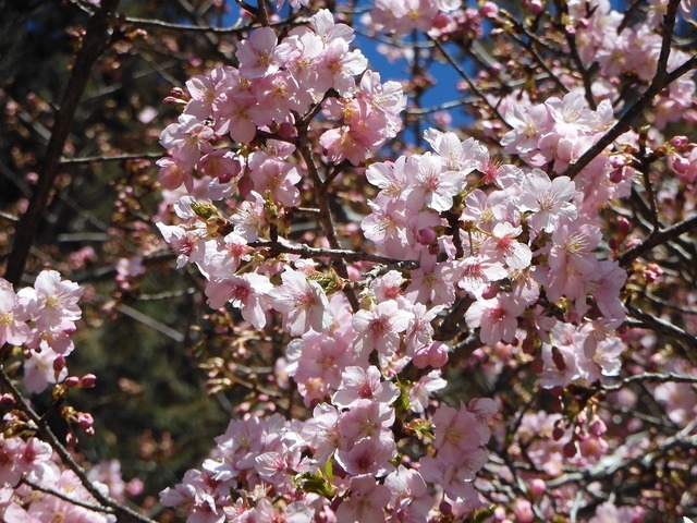 DSCN0248.jpg