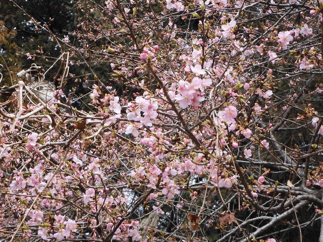 DSCN0803.jpg