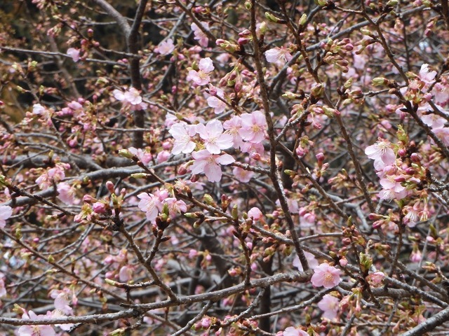 DSCN0804.jpg