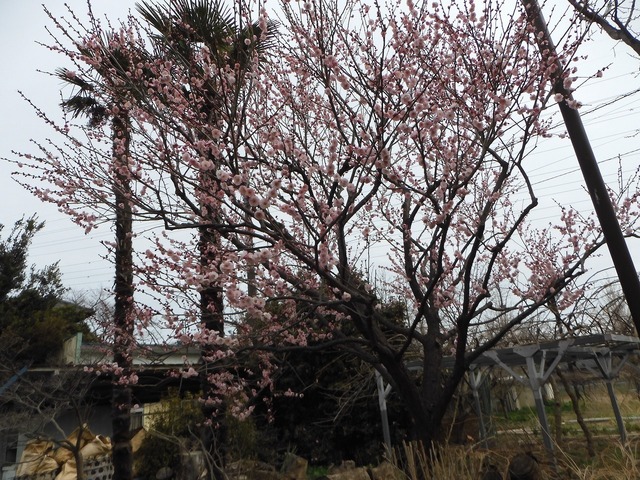DSCN0809.jpg
