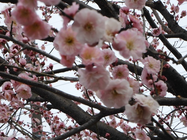 DSCN0810.jpg