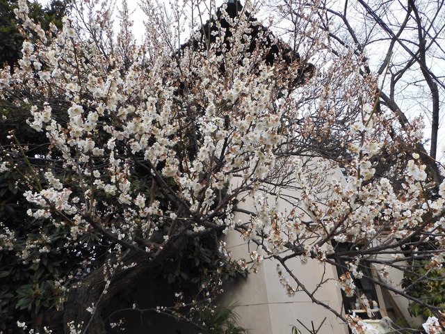 DSCN0811.jpg
